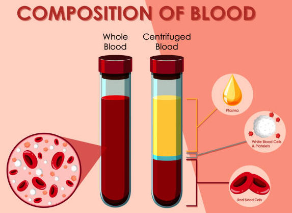 Graphic Representation of Composition of Blood